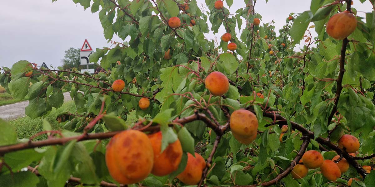 Grandine in Romagna, Apofruit stima danni per milioni di euro